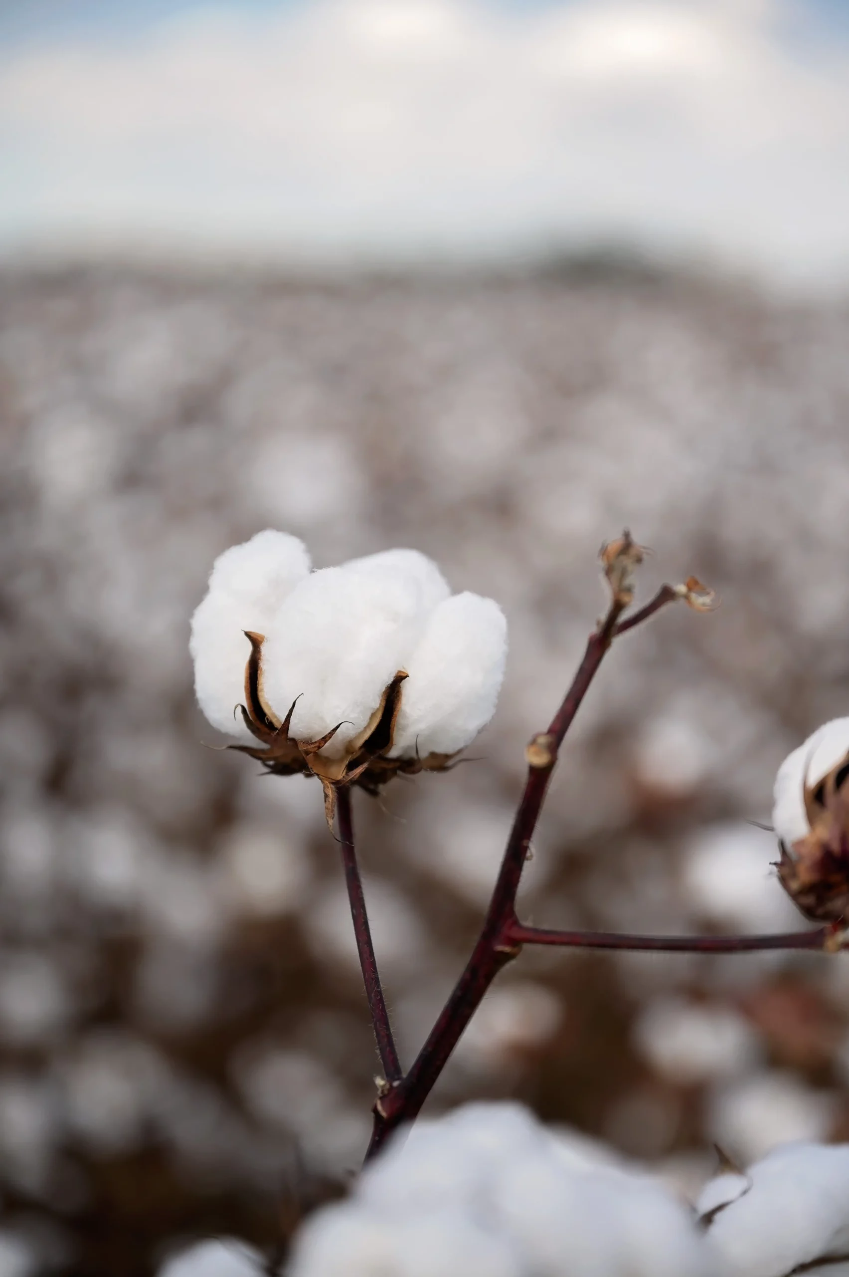 fleur de coton utilisée pour le tissage de nos sacs sur mesure naturel et éco responsable